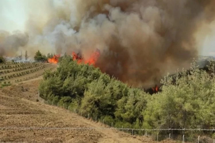 Adana Karaisalı'da anız yangını ormana sıçradı!