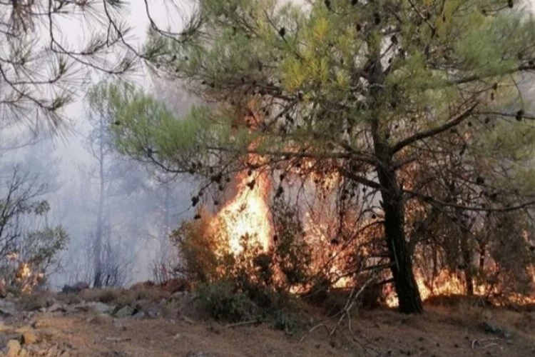 Aydın'daki orman yangını kontrol altında