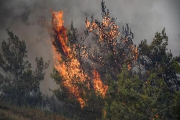 İklim Araştırma Komisyonu'nun hazırladığı taslak rapor ortaya çıktı! Orman yangınları sonrası...