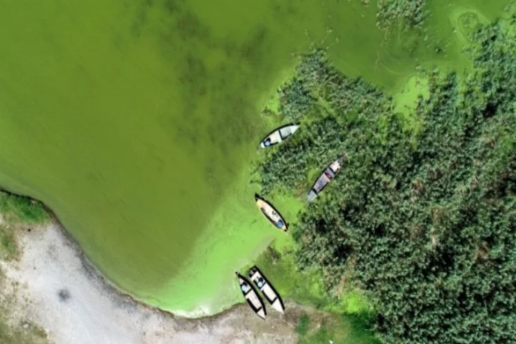 Bursa'da Uluabat Gölü, alg patlamasıyla yeşile büründü