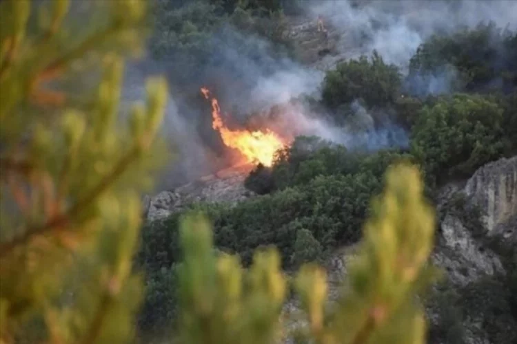 Azerbaycan'dan yangından zarar gören ormanlar için bağış kampanyası