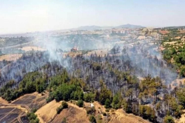 Uşak'taki orman yangınında 8 hektar alan yandı