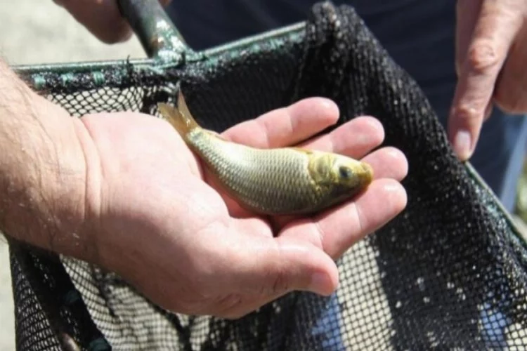 Göl ve göletlere 1 milyon yavru sazan balığı bırakıldı