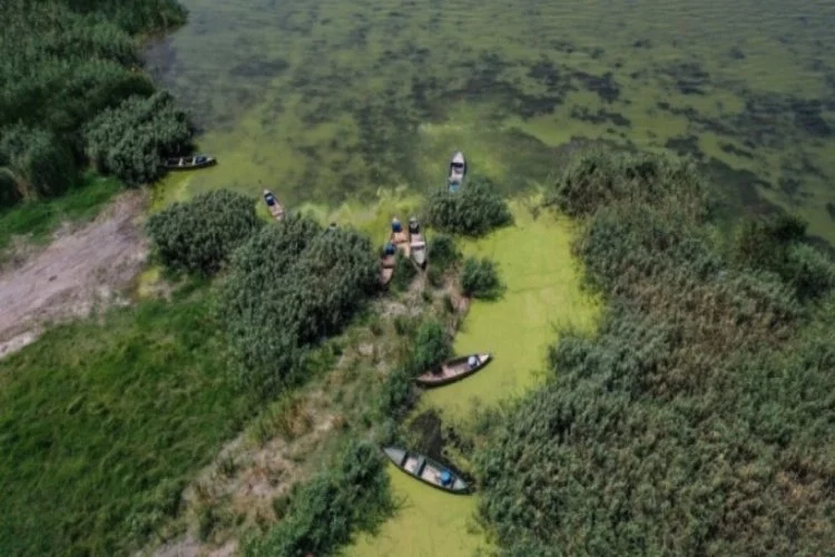 Bursa'da Uluabat Gölü'nün rengi alg patlamasıyla yeşile büründü