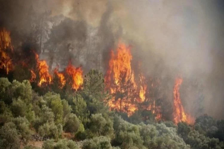 Orman yangınları neye yol açıyor? Duman tehdidi!