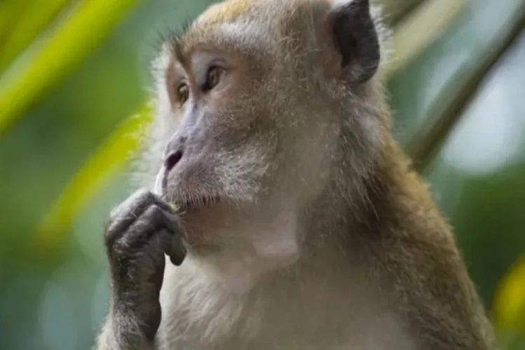Dişi makak maymunu Yakei, erkeğe meydan okuyarak alfa oldu