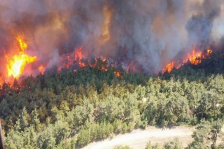 Sivil toplum kuruluşlarından 'orman yangınları' açıklaması