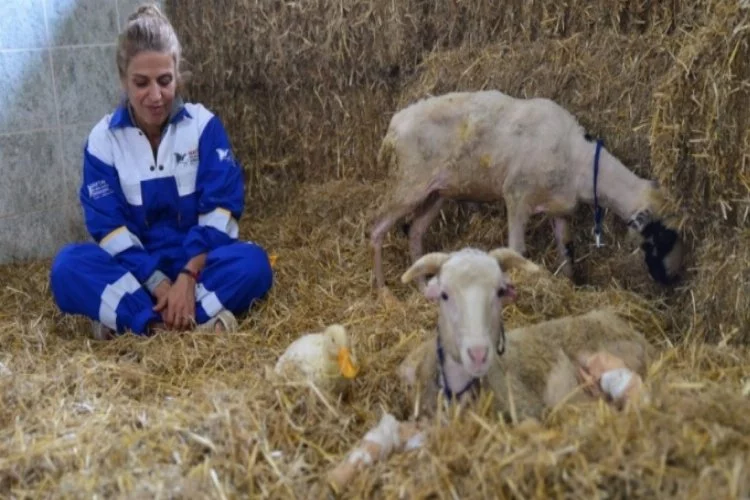 Yangından kurtarılan hayvanların Bursa'daki çiftlikte uyumlu yaşamı