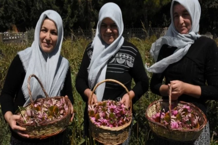 Bursa'da çiftçi kadınlar ekinezyadan yılda 5 kez para kazanıyor