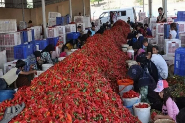 7 bin tarım işçisi, geçimini 'kırmızı altın'dan karşılıyor