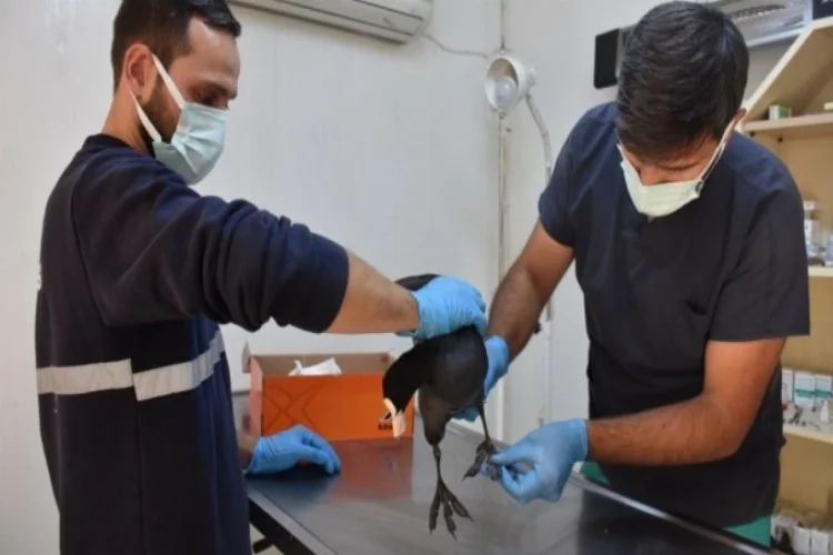 Bursa'da yaralı yabani kuşa Gemlik Belediyesi sahip çıktı