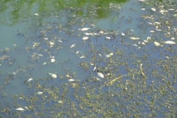 Büyük Menderes Nehri'ndeki balık ölümlerinin nedeni belli oldu!