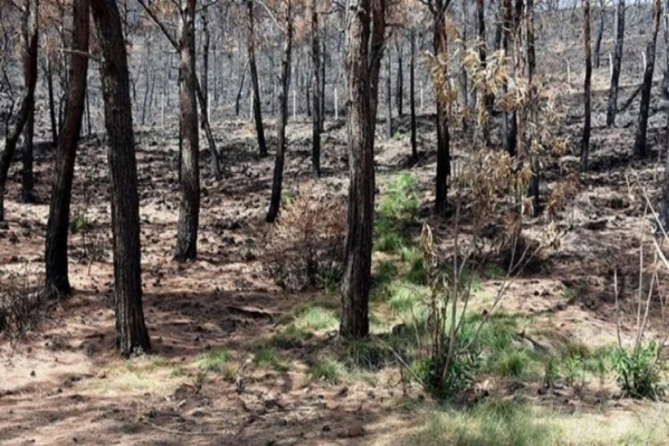 Marmaris'te yanan ormanlar yeniden yeşeriyor