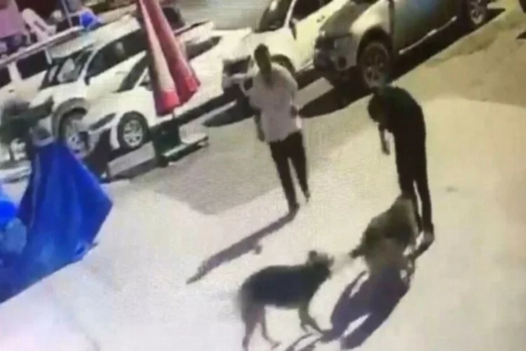 Köpekleri boyunlarına ip takarak toplayan kişiye ceza kesildi
