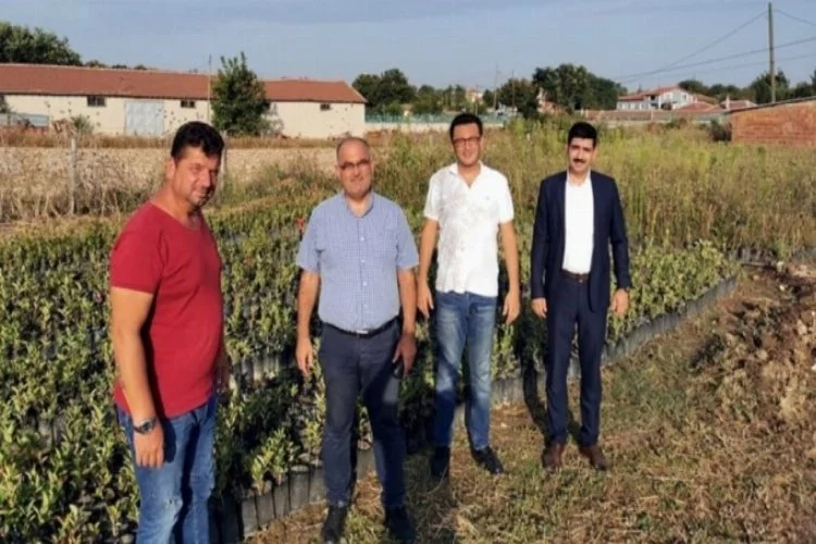 Şifa kaynağı aronya meycvesi, Bursa'da üretilecek