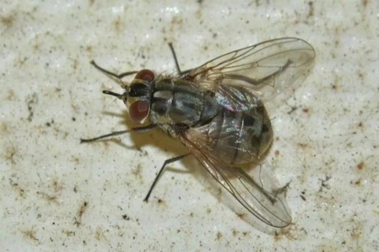'Marmara'yı istila eden baldırsokan sineği hastalık taşıyabilir'