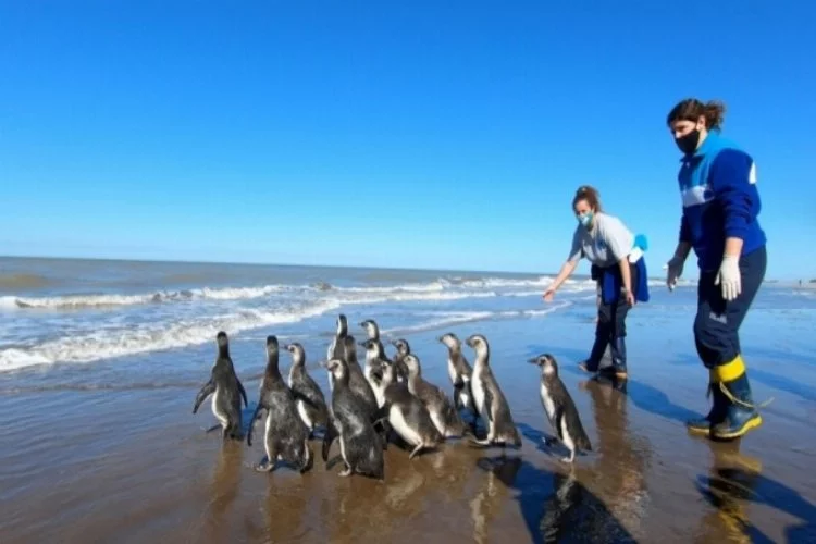 Arjantin'de iyileştirilen 14 penguen okyanusa bırakıldı