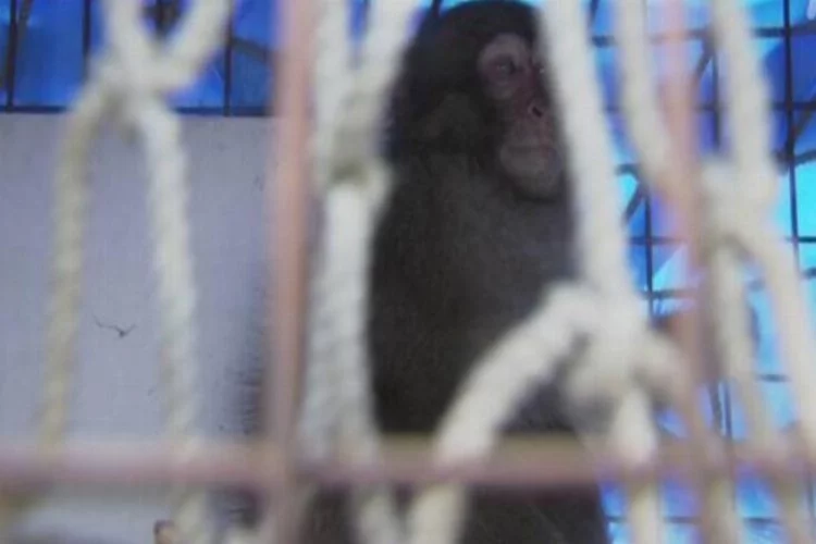 Havalimanındaki vahşi maymun beş saatte yakalandı