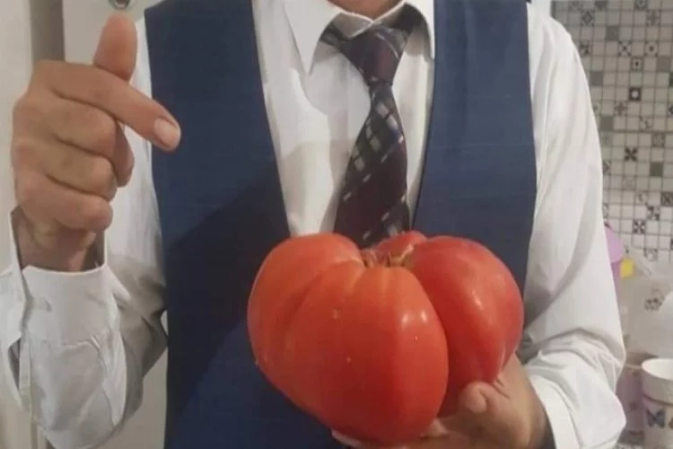 Bursa'da dev domates görenleri şaşırtıyor