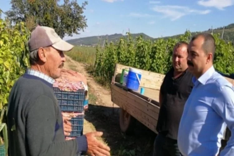 Bursa'da barbunya hasadına başlayan çiftçiler fiyattan memnun