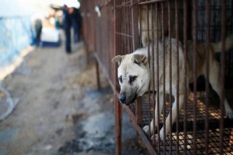 Güney Kore köpek eti tüketimini yasaklayacak