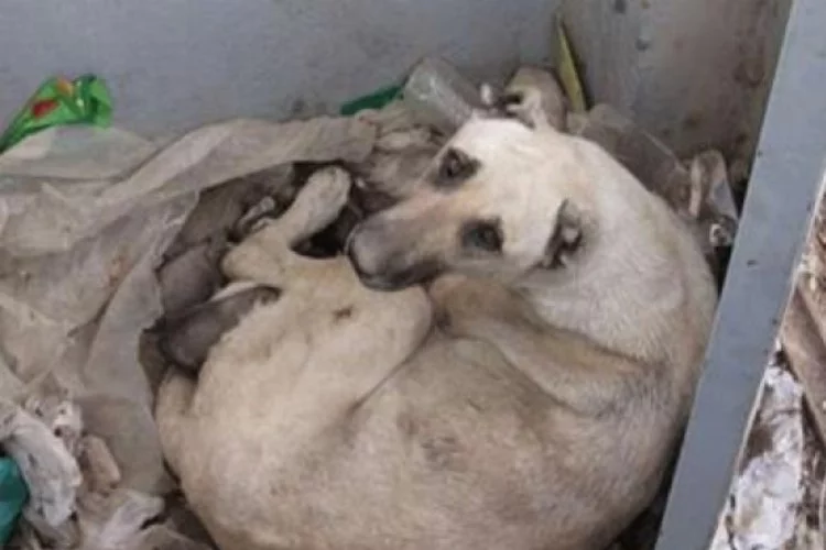 5 yavru köpek soğuktan öldü