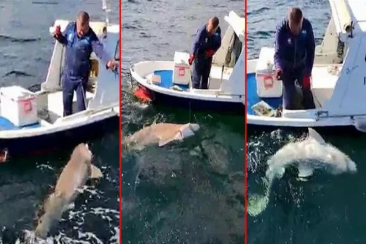 2,5 metre boyunda köpek balığı yakaladı!