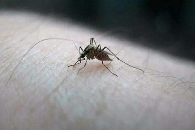 DSÖ, sıtmaya karşı ilk kez aşı onayladı