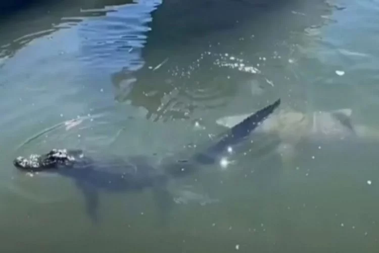 Dev köpek balığı timsaha saldırdı