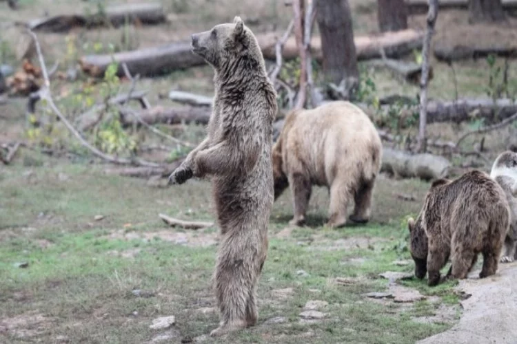 Bursa Ovakorusu'nda ayılar kış uykusuna hazırlanıyor