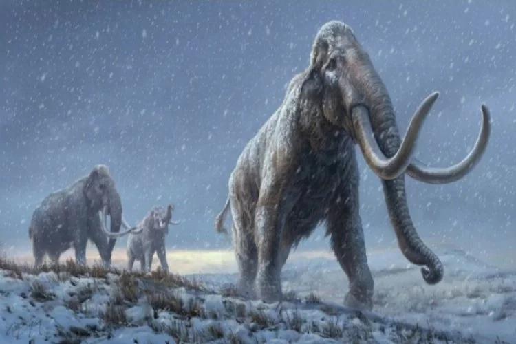 Rusya'da en genç mamutun kemikleri bulundu
