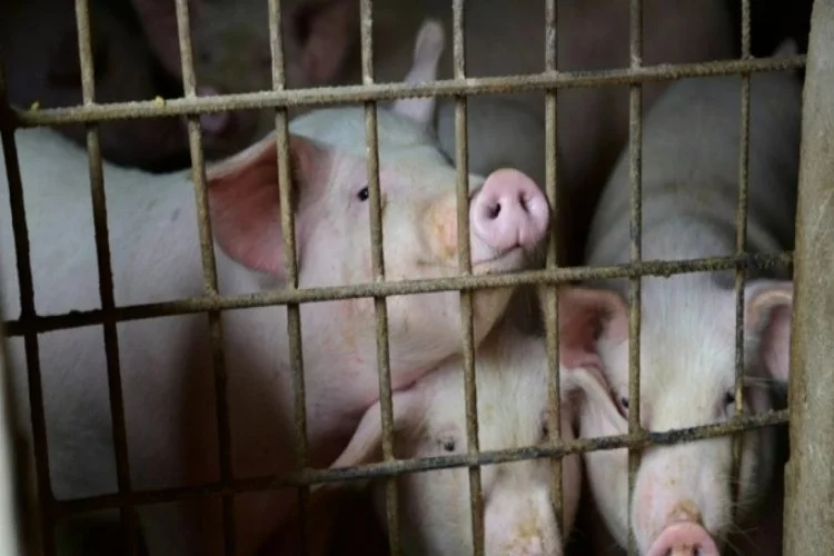 Yavru domuzu 'yiyen' YouTuber, ölüm tehditleri alıyor