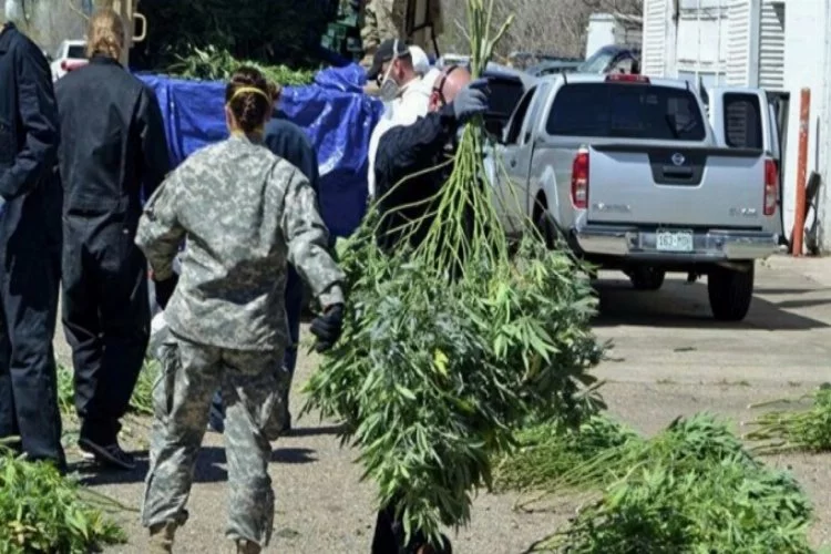 ABD'de artan marihuana çiftlikleri nedeniyle acil durum ilan edildi