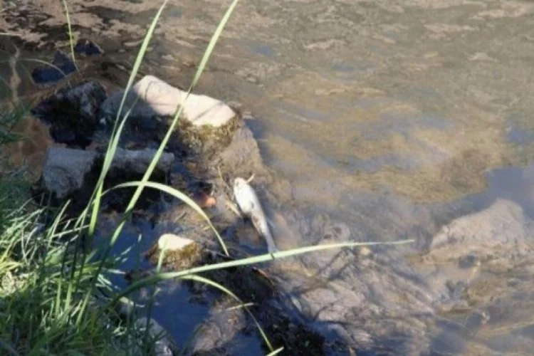 Su seviyesi azalan Dicle Nehri'nde ölü balıklar kıyıya vurdu