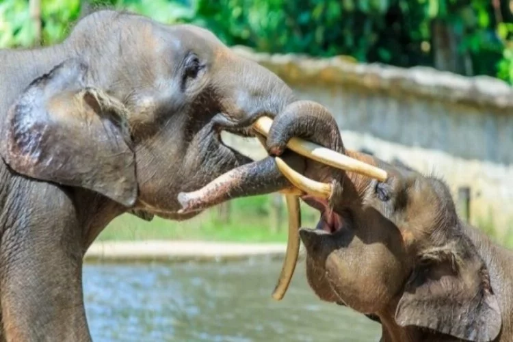 Filler insanlıktan korunmak için mutasyon geçirdi