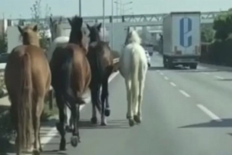 Bursa'nın en işlek caddelerinde başıboş atlar cirit atıyor!