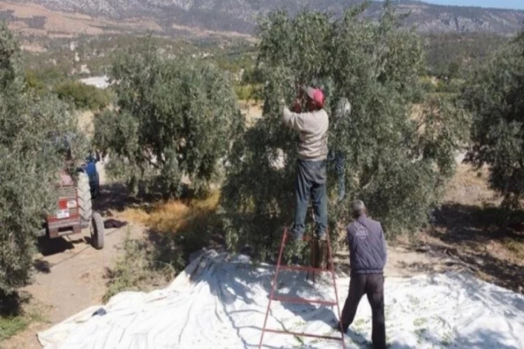 Karaman'da hedef zeytin ve zeytinyağı üretiminde marka olmak