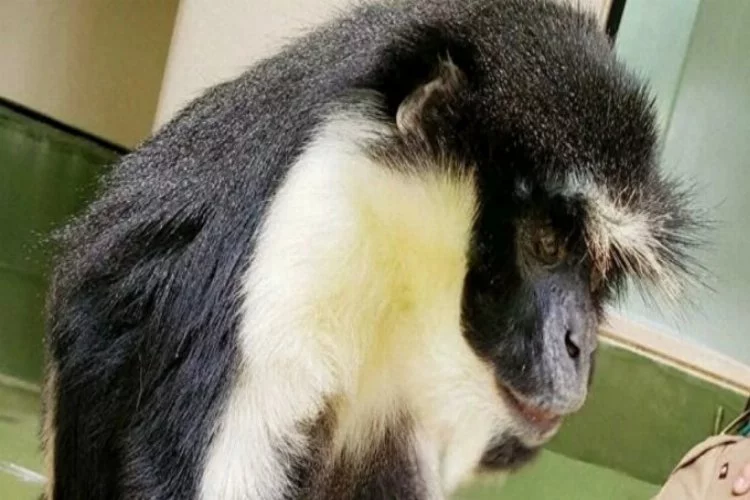 Koruma altındaki 'dünyanın en yaşlı Diana maymunu' öldü