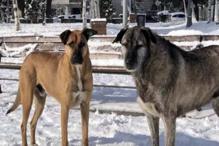 Bebek Parkı'nın kaçırılan köpekleri Nacho ve Bella geri getirildi