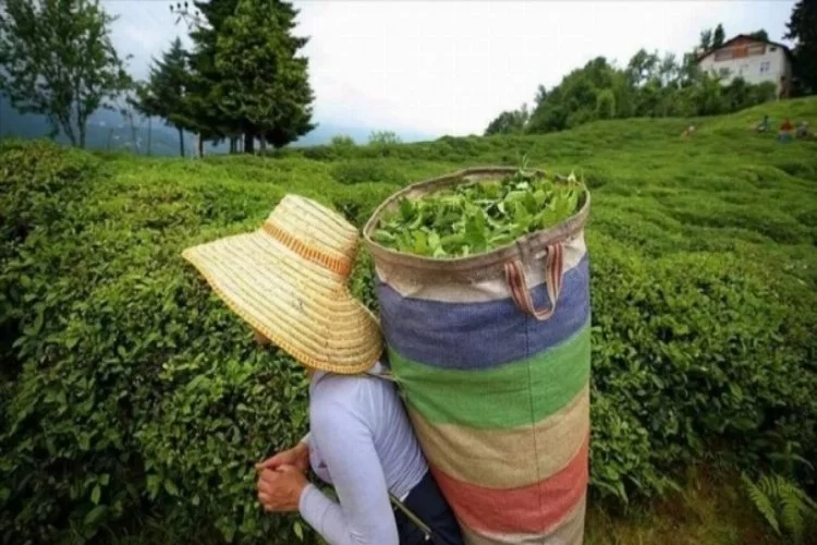 ÇAYKUR 860 bin ton yaş çay aldı
