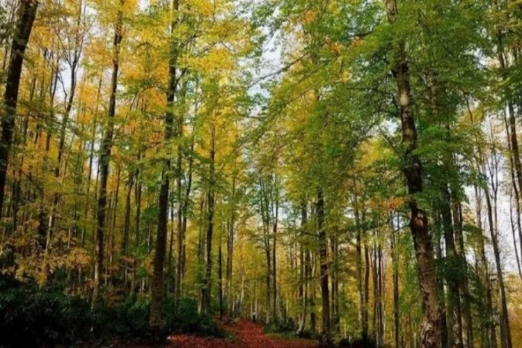 Sinop'ta Orman Bölge Müdürlüğü kuruldu
