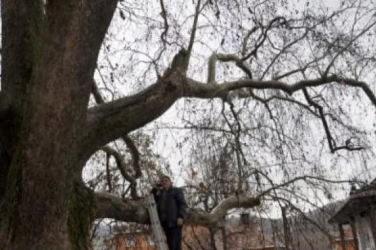 Bursa'da köylüler telefonla görüşmek için ağaç tepelerine tırmanırsa...