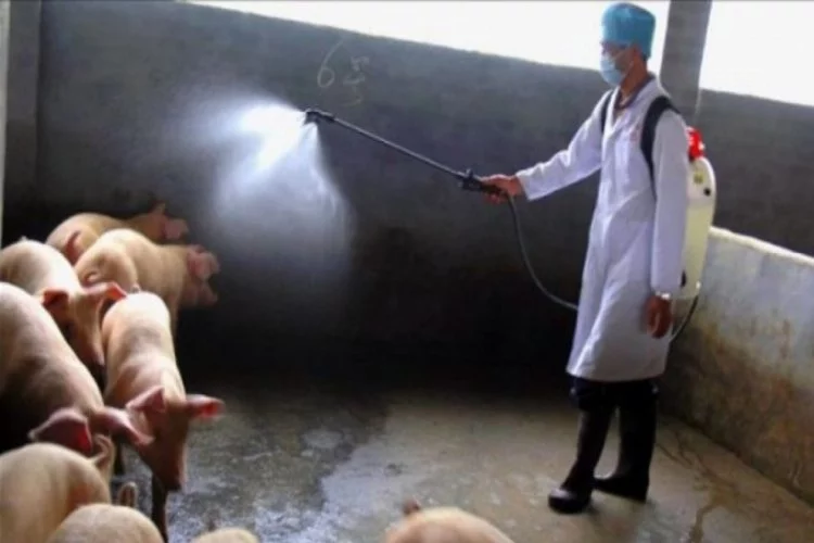 Bulgaristan'da 'Afrika domuz vebası' alarmı!