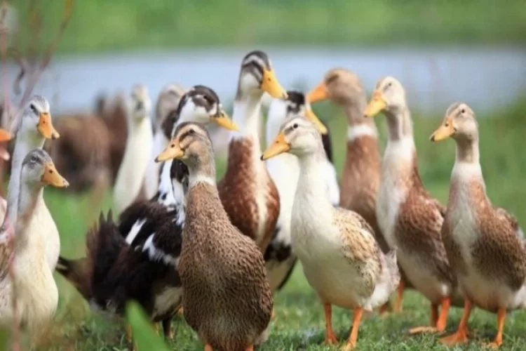 Güney Kore'de kuş gribi alarmı: 24 bin ördek itlaf edilecek