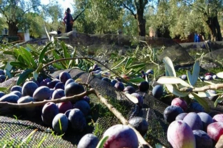 Zeytin ağacı sayısı yüzde 50 artan Türkiye, yeni rekorlara gidiyor