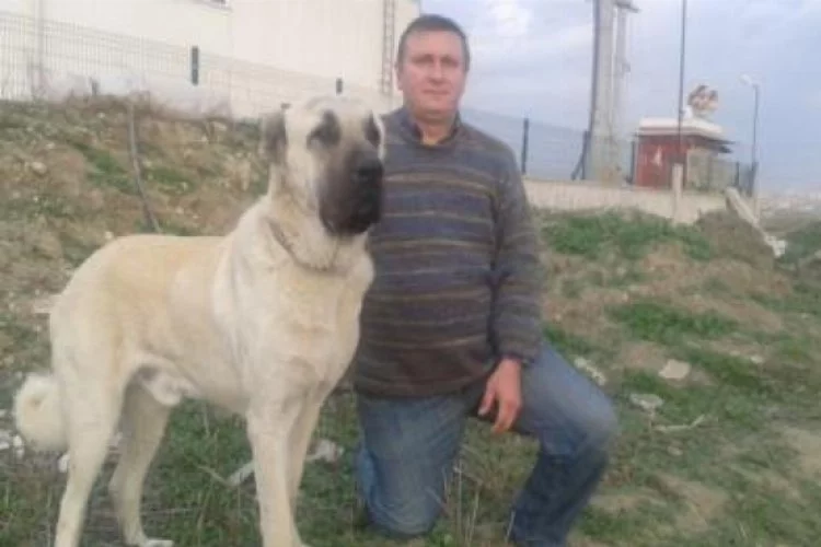 Bursa'da 10 bin TL değerindeki köpeği çaldılar