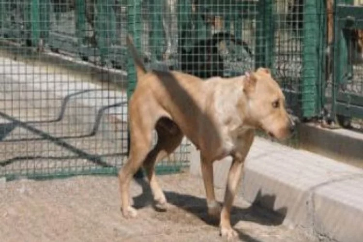Bursa'da pitbull köpek hırsızlığı