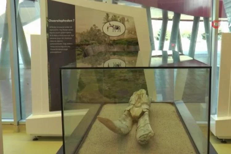 7,5 milyon yıllık tarih Kayseri’de sergileniyor