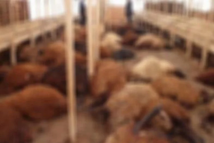 Bursa'da yıldırım düşmesi sonucu 15 koyun telef oldu