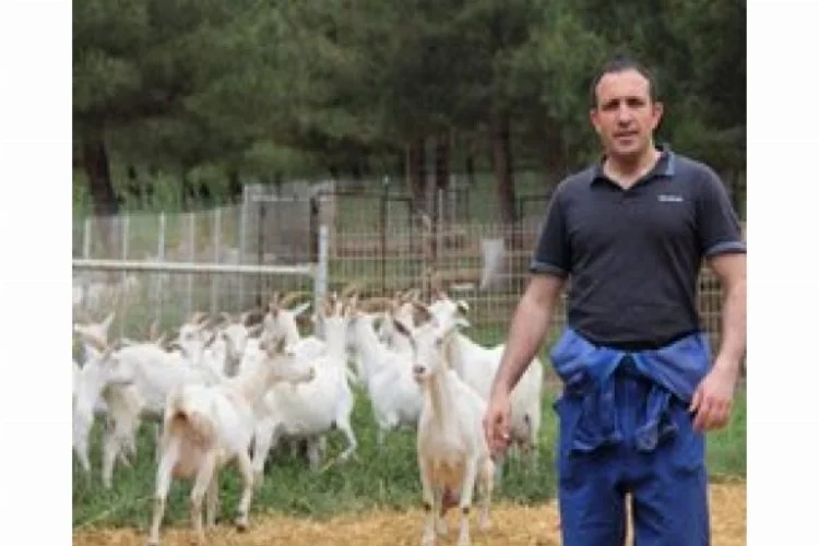 Üniversitede yetiştirilen keçilere yoğun ilgi